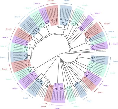 Petunia as a model for MYB transcription factor action under salt stress